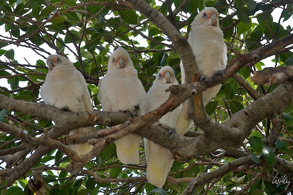 AustraliaPerth 10  057